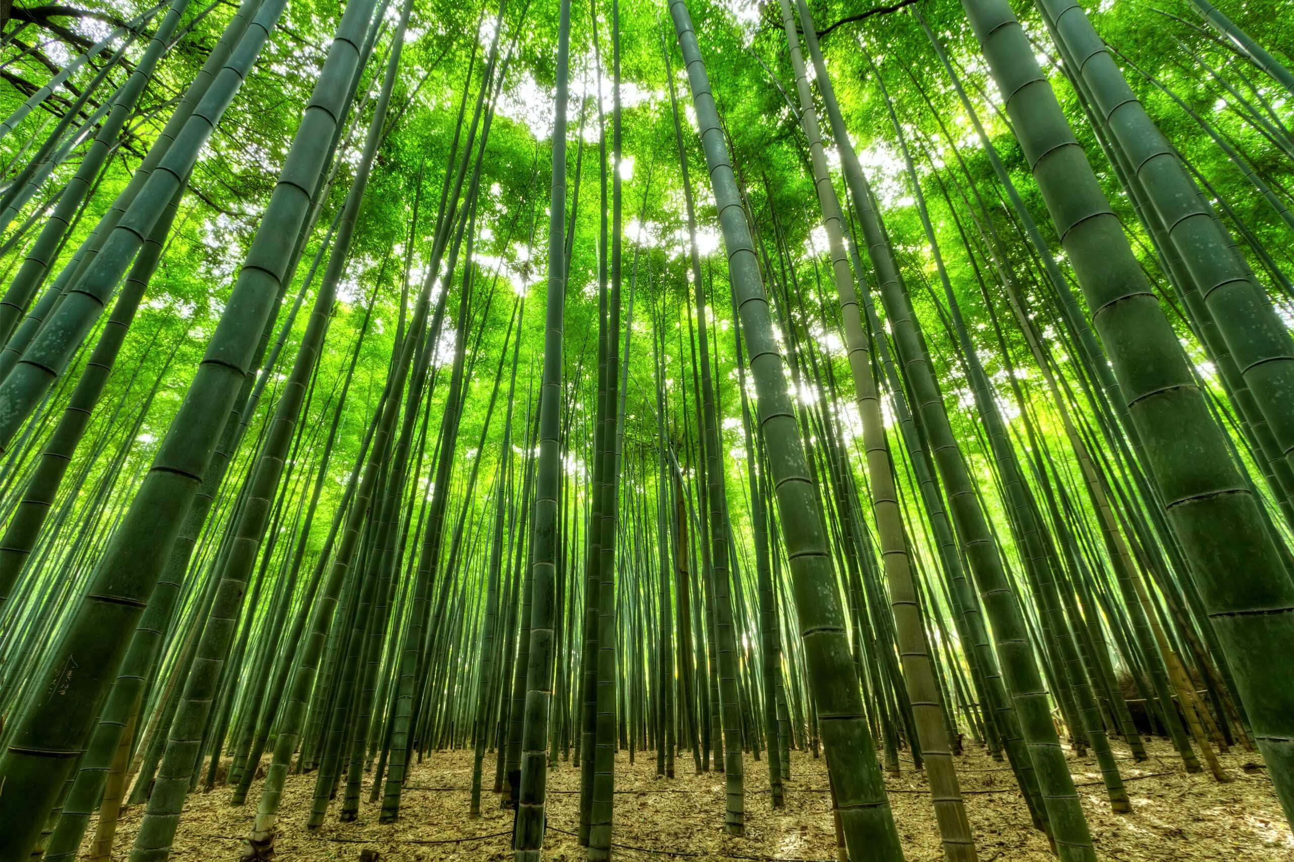 An image of bamboo trees